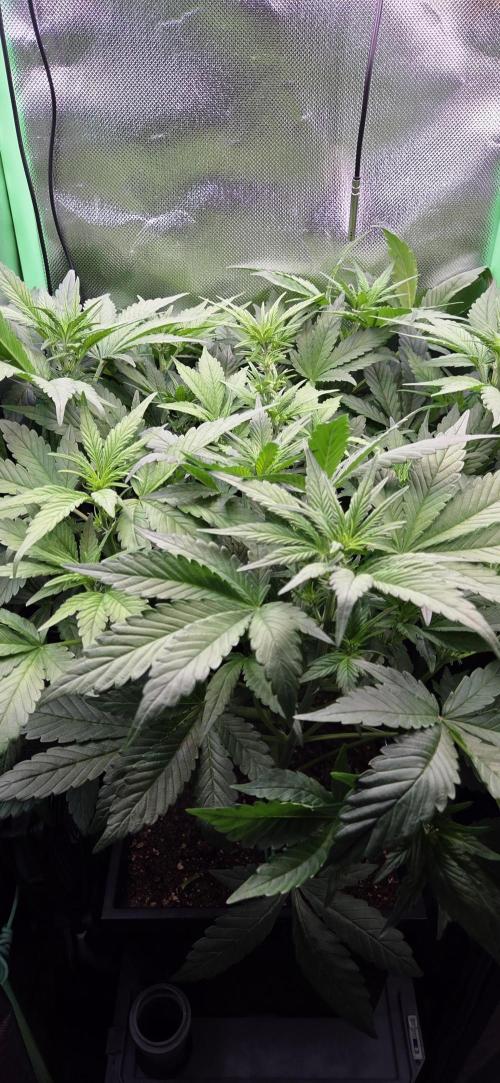 FB Lemon Cherry Cookies Auto in 40x40. Week 5