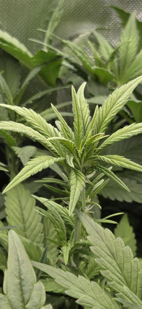 FB Lemon Cherry Cookies Auto in 40x40. Week 5