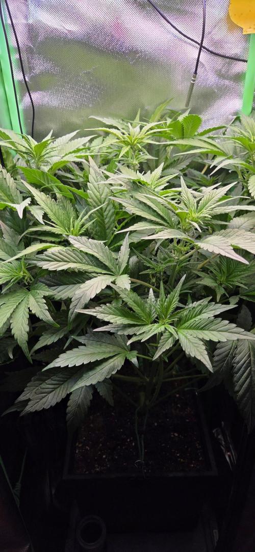 FB Lemon Cherry Cookies Auto in 40x40. Week 5