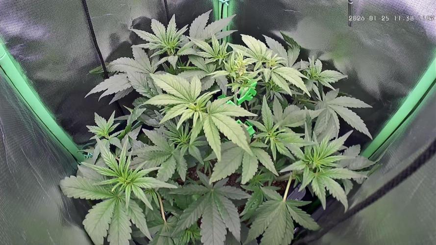 FB Lemon Cherry Cookies Auto in 40x40