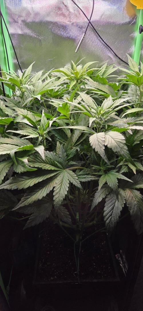 FB Lemon Cherry Cookies Auto in 40x40. Week 6