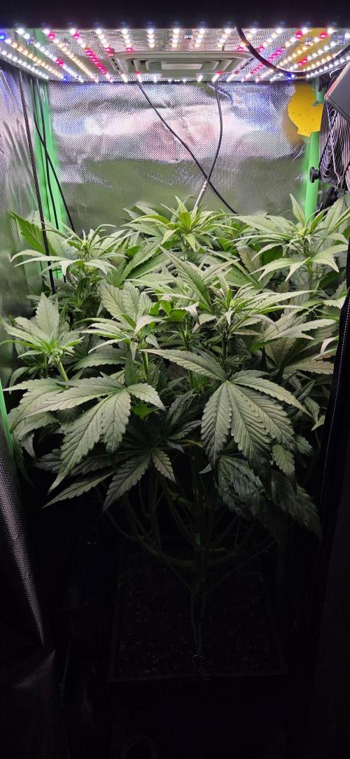 FB Lemon Cherry Cookies Auto in 40x40. Week 6