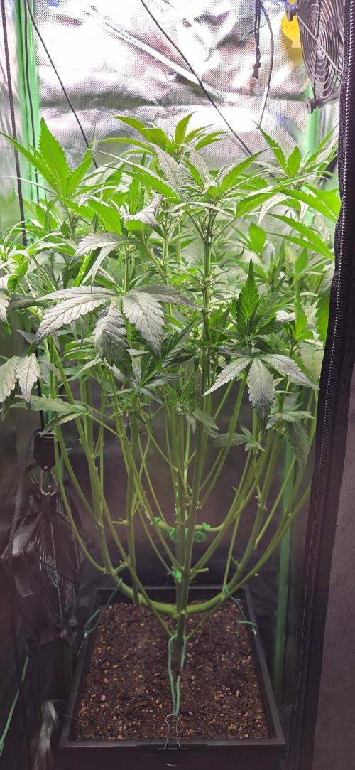 FB Lemon Cherry Cookies Auto in 40x40. Week 6