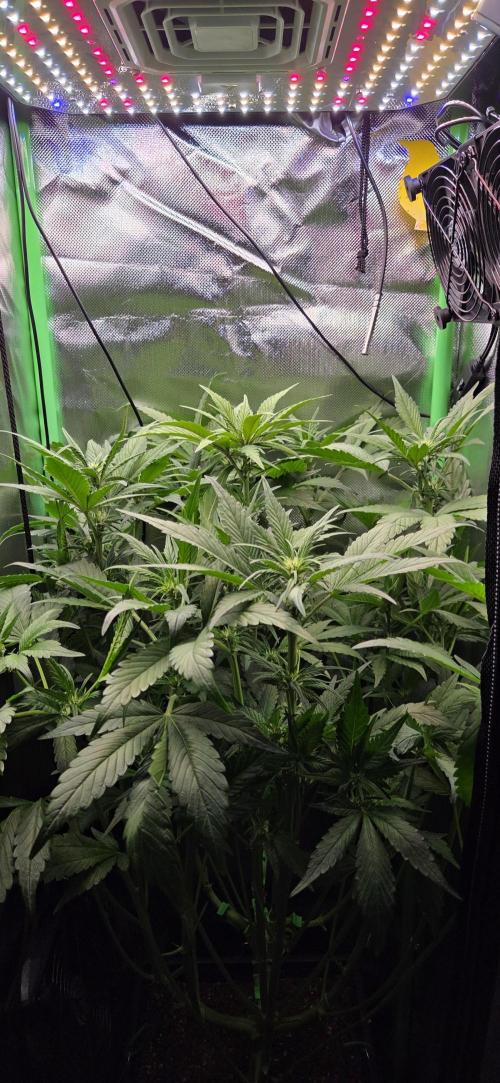 FB Lemon Cherry Cookies Auto in 40x40. Week 6