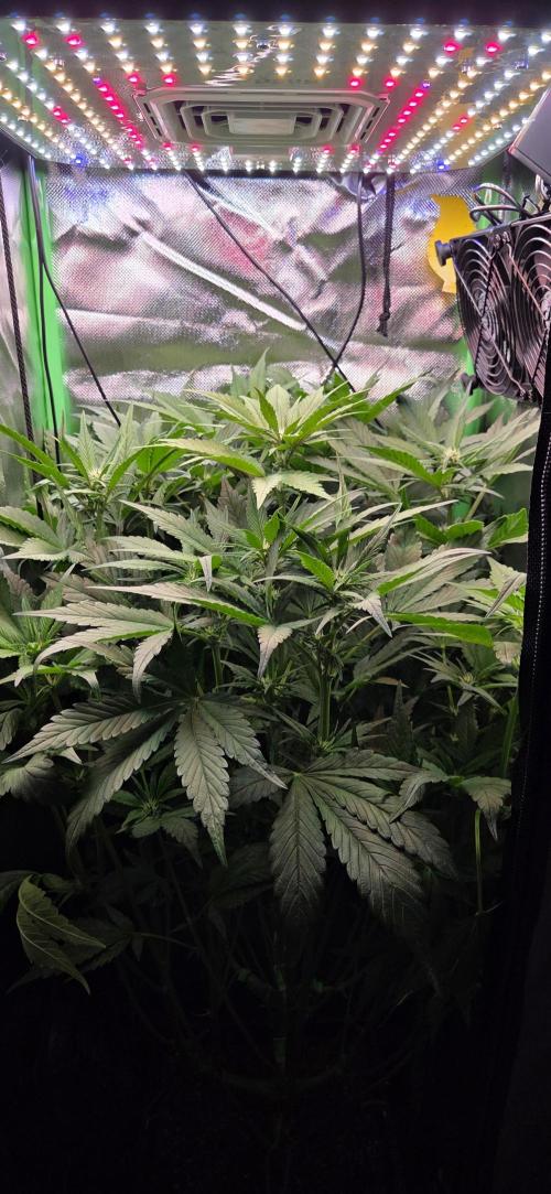 FB Lemon Cherry Cookies Auto in 40x40. Week 6