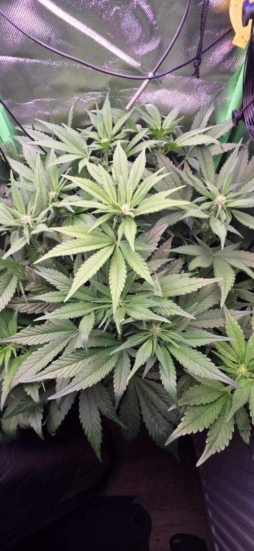 FB Lemon Cherry Cookies Auto in 40x40. Week 6