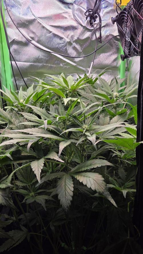 FB Lemon Cherry Cookies Auto in 40x40. Week 6