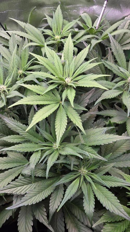 FB Lemon Cherry Cookies Auto in 40x40. Week 6