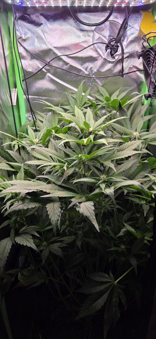 FB Lemon Cherry Cookies Auto in 40x40. Week 6