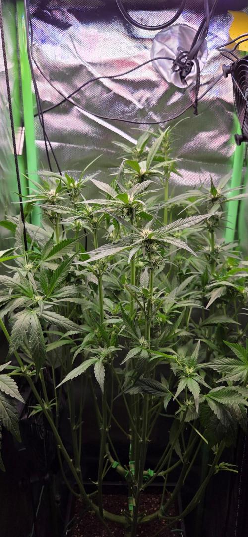 FB Lemon Cherry Cookies Auto in 40x40. Week 6