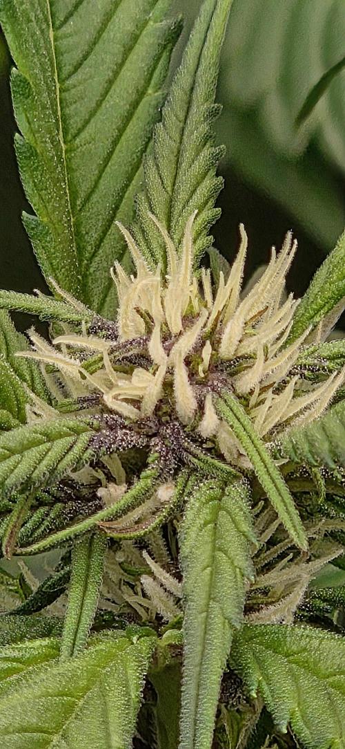 FB Lemon Cherry Cookies Auto in 40x40. Week 6