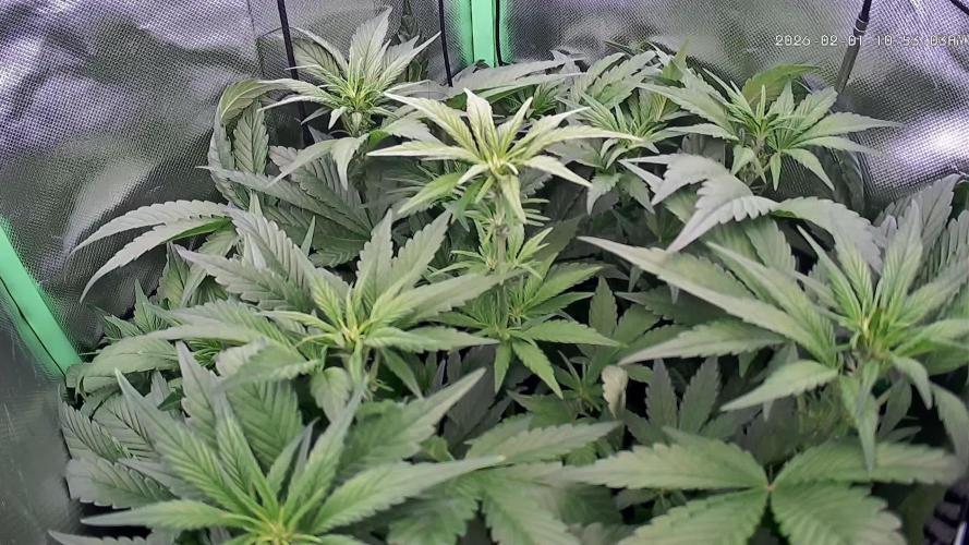 FB Lemon Cherry Cookies Auto in 40x40