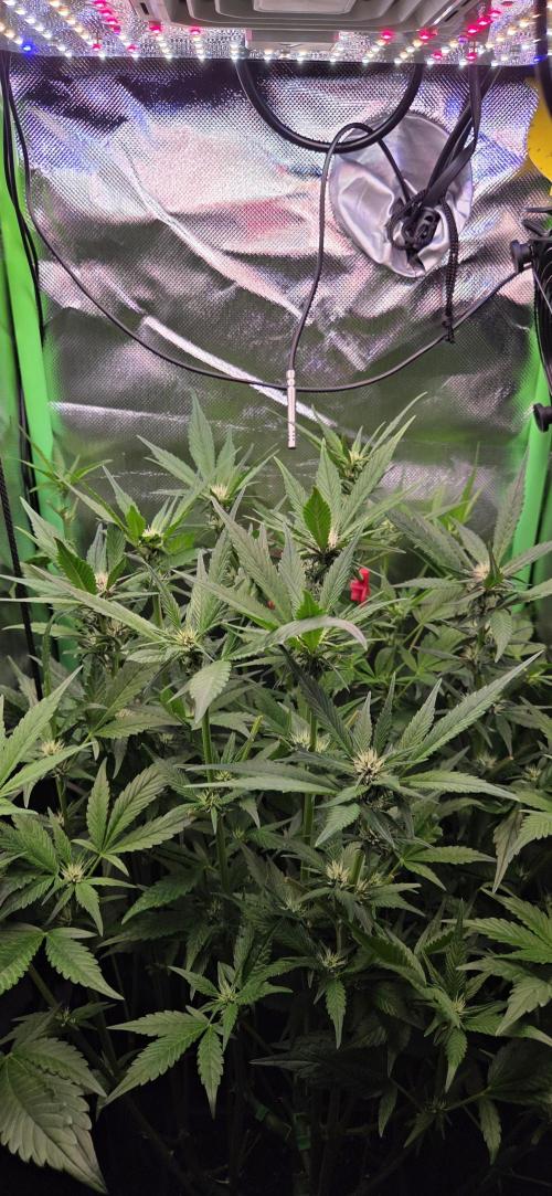 FB Lemon Cherry Cookies Auto in 40x40. Week 7