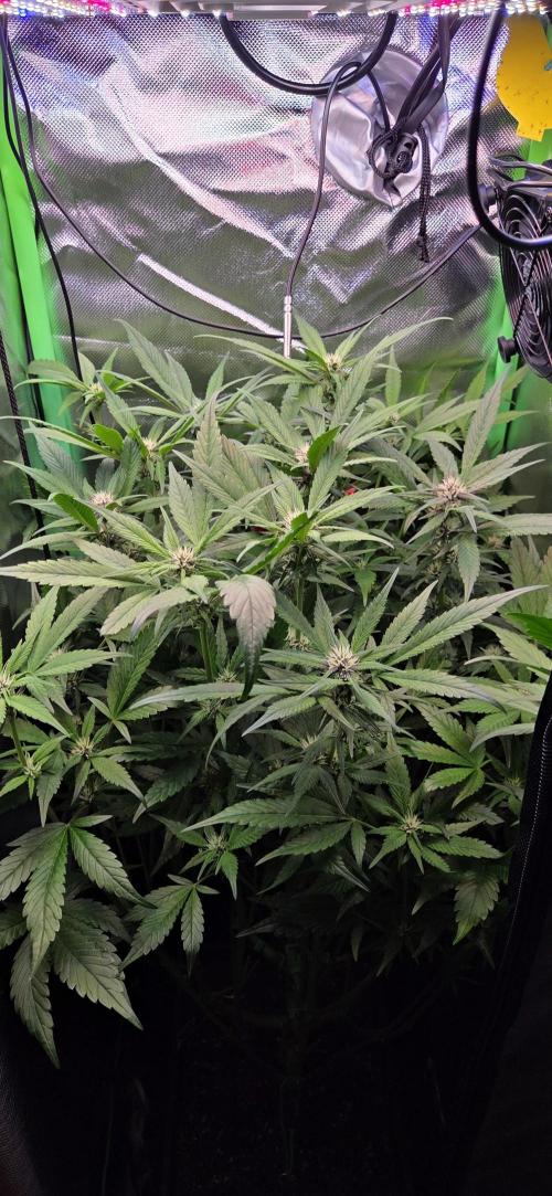 FB Lemon Cherry Cookies Auto in 40x40. Week 7