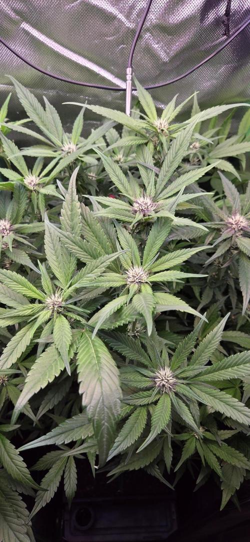 FB Lemon Cherry Cookies Auto in 40x40. Week 7