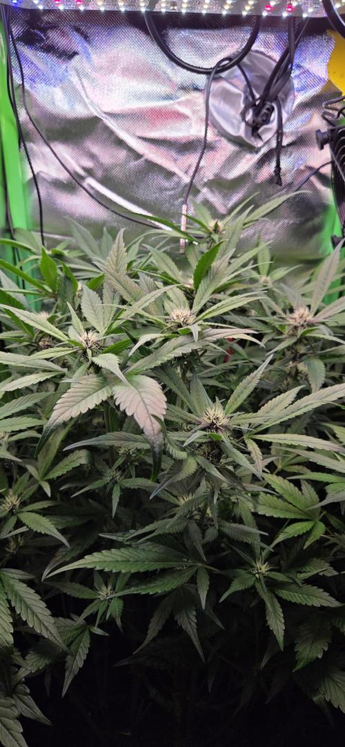 FB Lemon Cherry Cookies Auto in 40x40. Week 7