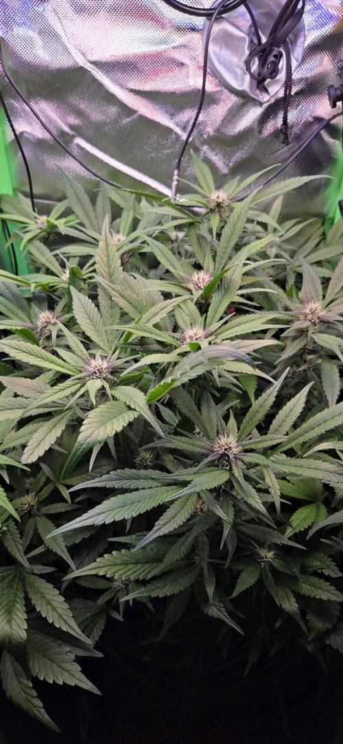 FB Lemon Cherry Cookies Auto in 40x40. Week 7