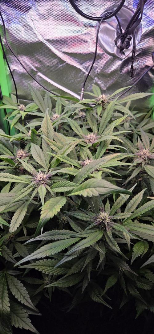 FB Lemon Cherry Cookies Auto in 40x40. Week 7