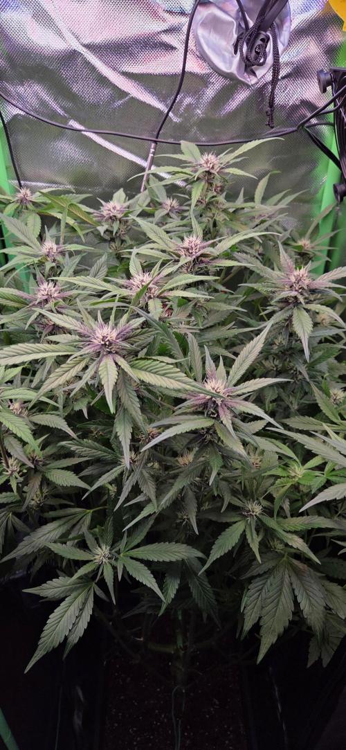 FB Lemon Cherry Cookies Auto in 40x40. Week 7