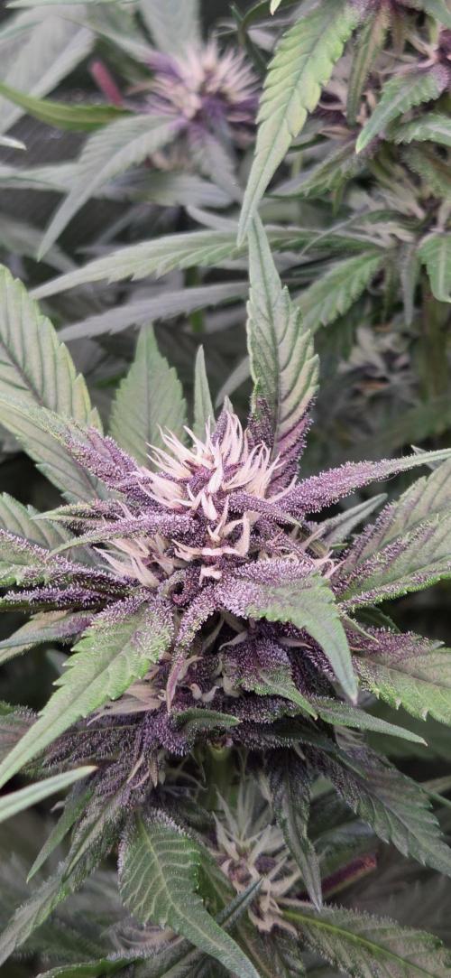 FB Lemon Cherry Cookies Auto in 40x40. Week 7