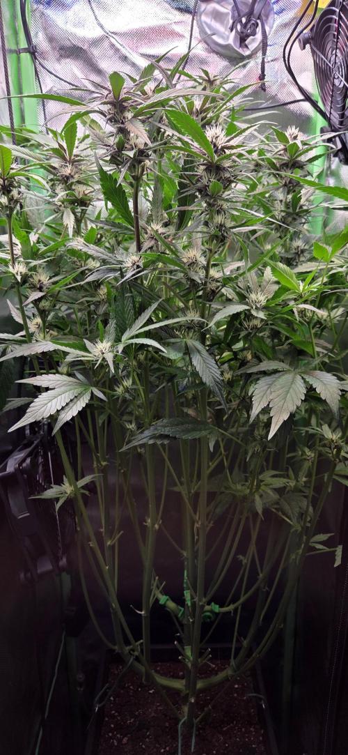 FB Lemon Cherry Cookies Auto in 40x40. Week 7