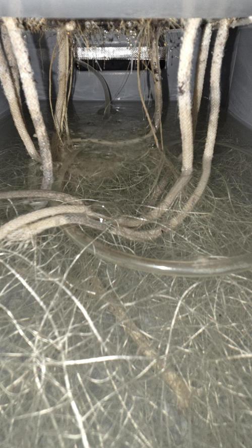 FB Lemon Cherry Cookies Auto in 40x40. Week 7