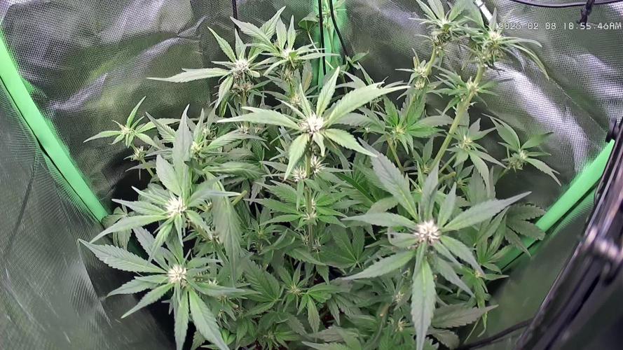 FB Lemon Cherry Cookies Auto in 40x40