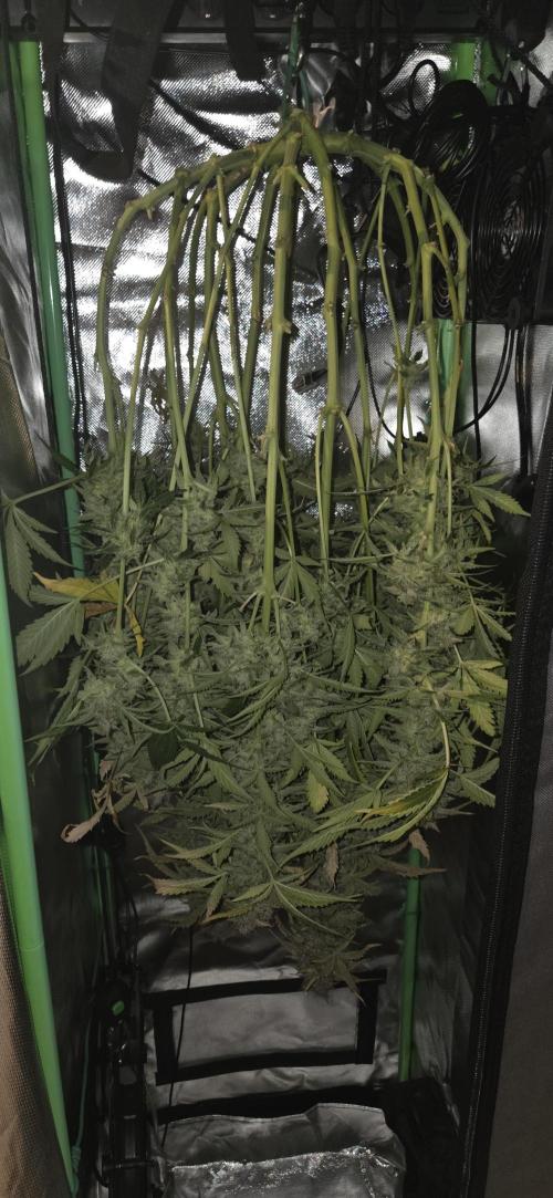 Sweet Seeds Runtz XL Auto in 40x40. Week 14