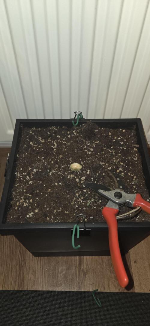 Sweet Seeds Runtz XL Auto in 40x40. Week 14