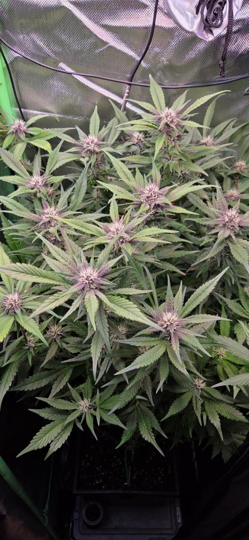 FB Lemon Cherry Cookies Auto in 40x40. Week 8