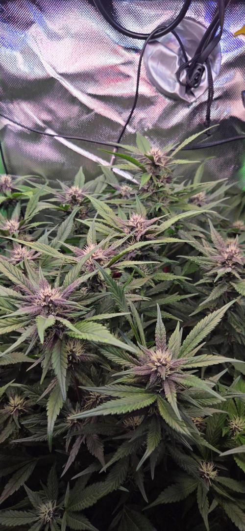 FB Lemon Cherry Cookies Auto in 40x40. Week 8