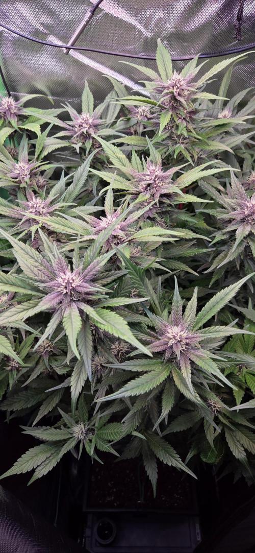 FB Lemon Cherry Cookies Auto in 40x40. Week 8