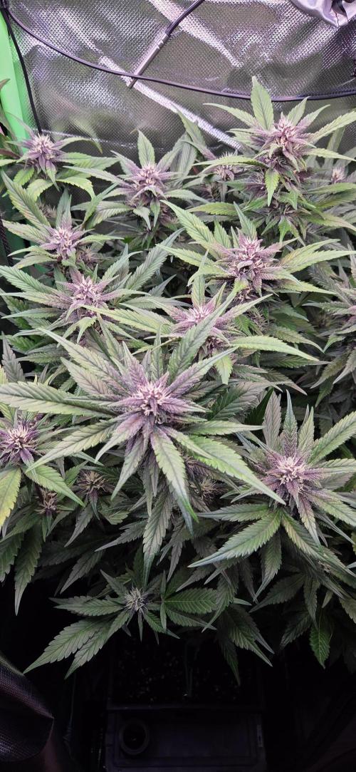 FB Lemon Cherry Cookies Auto in 40x40. Week 8