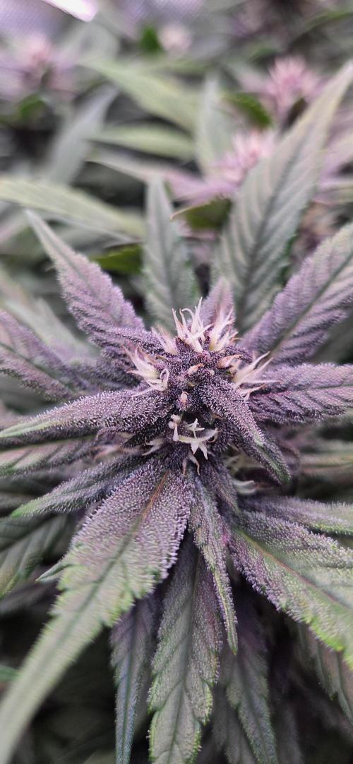 FB Lemon Cherry Cookies Auto in 40x40. Week 8