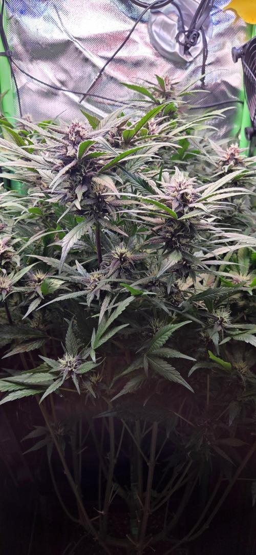 FB Lemon Cherry Cookies Auto in 40x40. Week 8