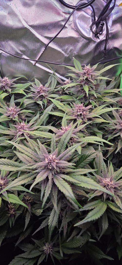 FB Lemon Cherry Cookies Auto in 40x40. Week 8
