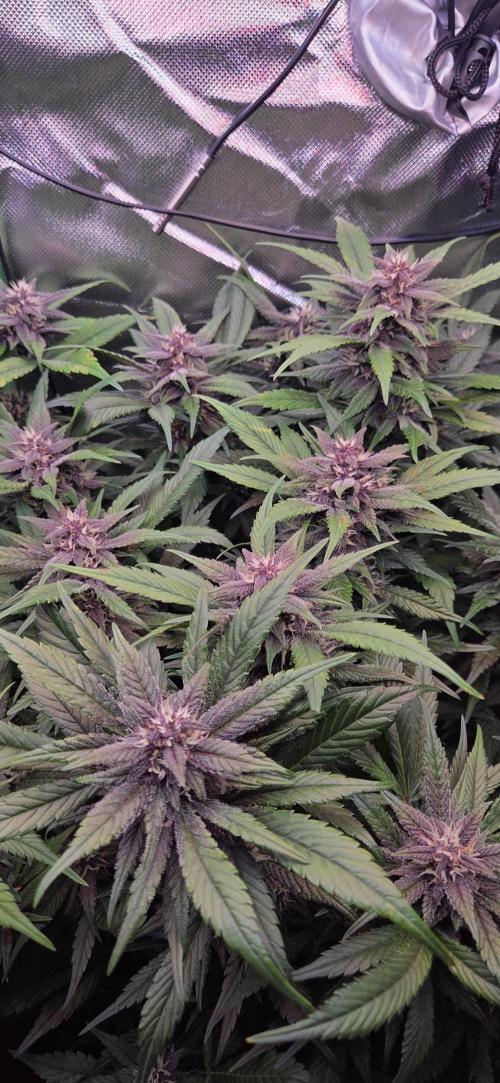 FB Lemon Cherry Cookies Auto in 40x40. Week 8
