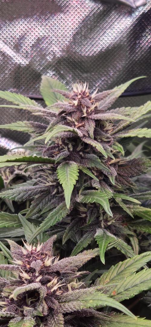 FB Lemon Cherry Cookies Auto in 40x40. Week 8