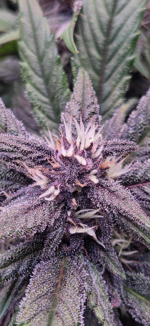 FB Lemon Cherry Cookies Auto in 40x40. Week 8