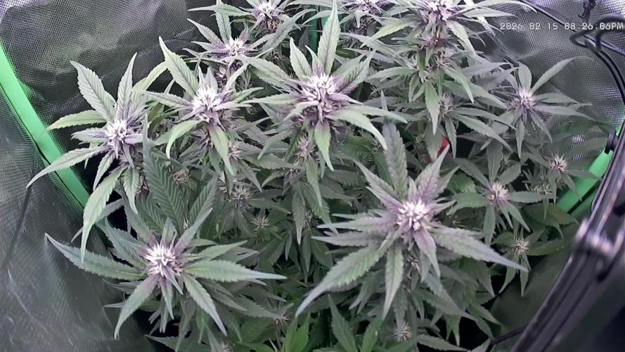 FB Lemon Cherry Cookies Auto in 40x40