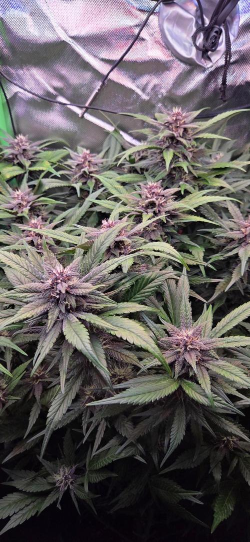 FB Lemon Cherry Cookies Auto in 40x40. Week 9