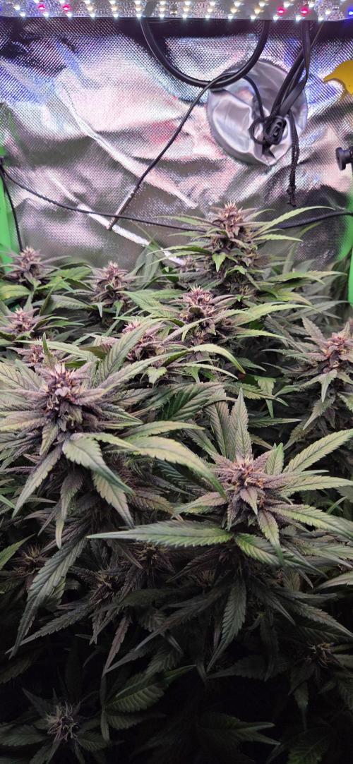 FB Lemon Cherry Cookies Auto in 40x40. Week 9