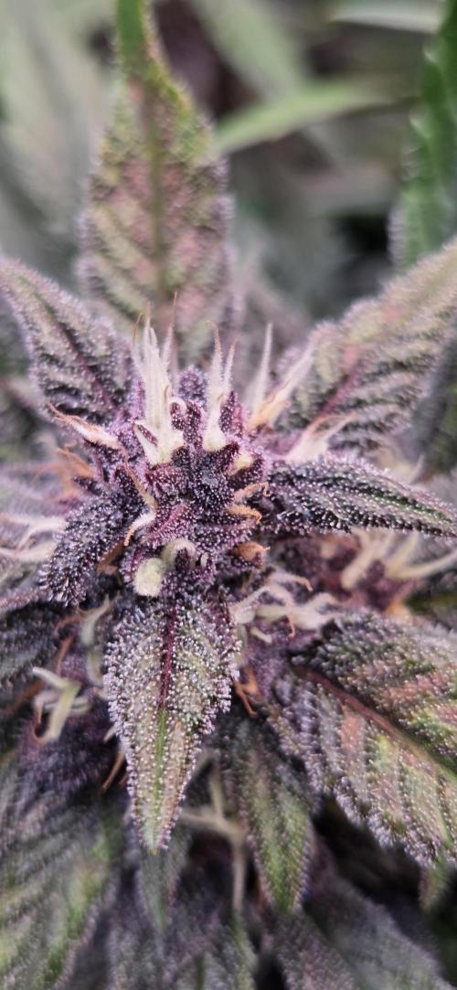 FB Lemon Cherry Cookies Auto in 40x40. Week 9