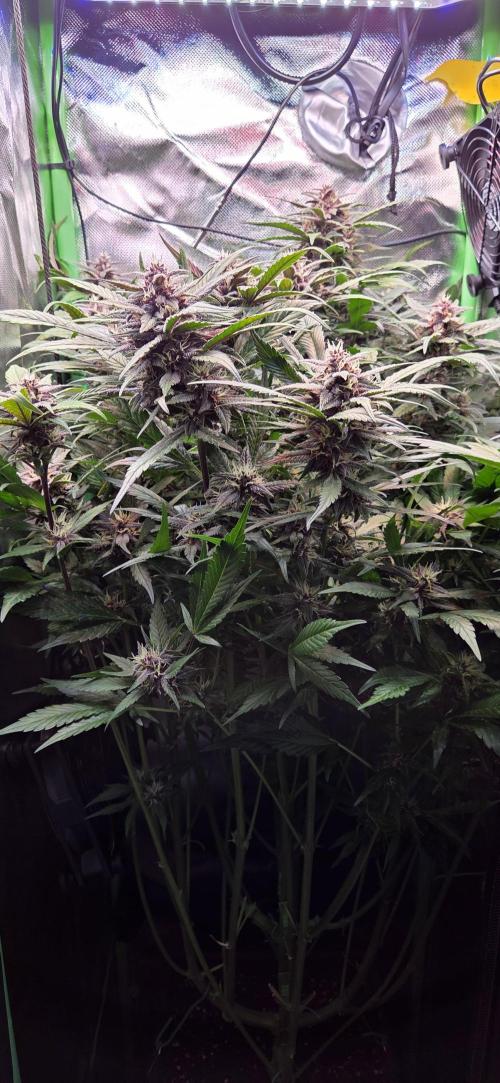 FB Lemon Cherry Cookies Auto in 40x40. Week 9
