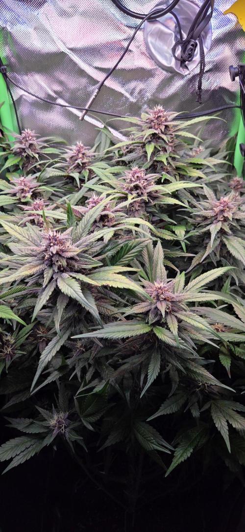 FB Lemon Cherry Cookies Auto in 40x40. Week 9