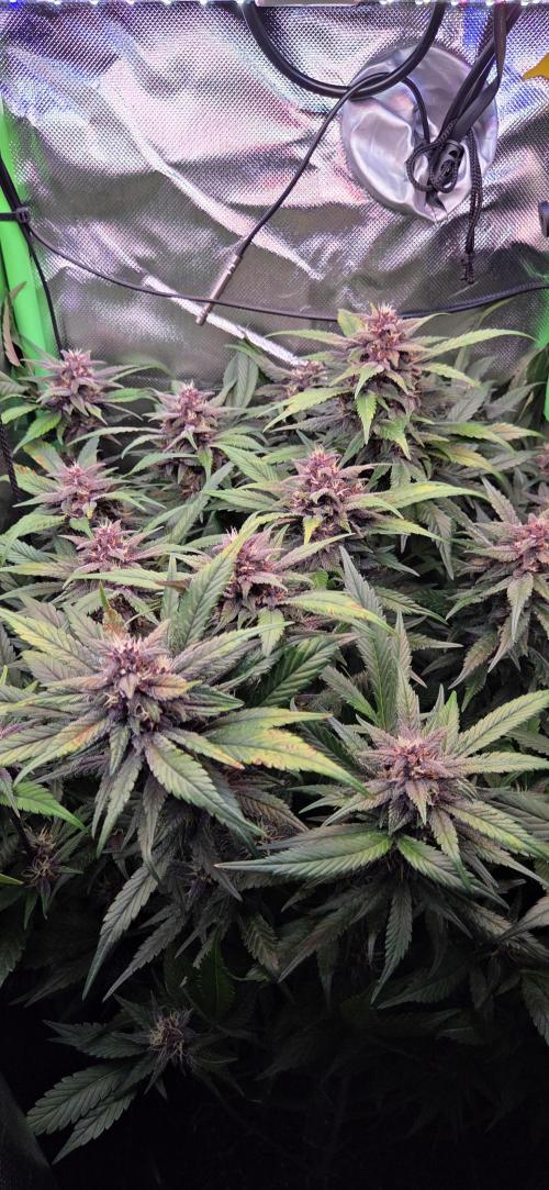 FB Lemon Cherry Cookies Auto in 40x40. Week 9