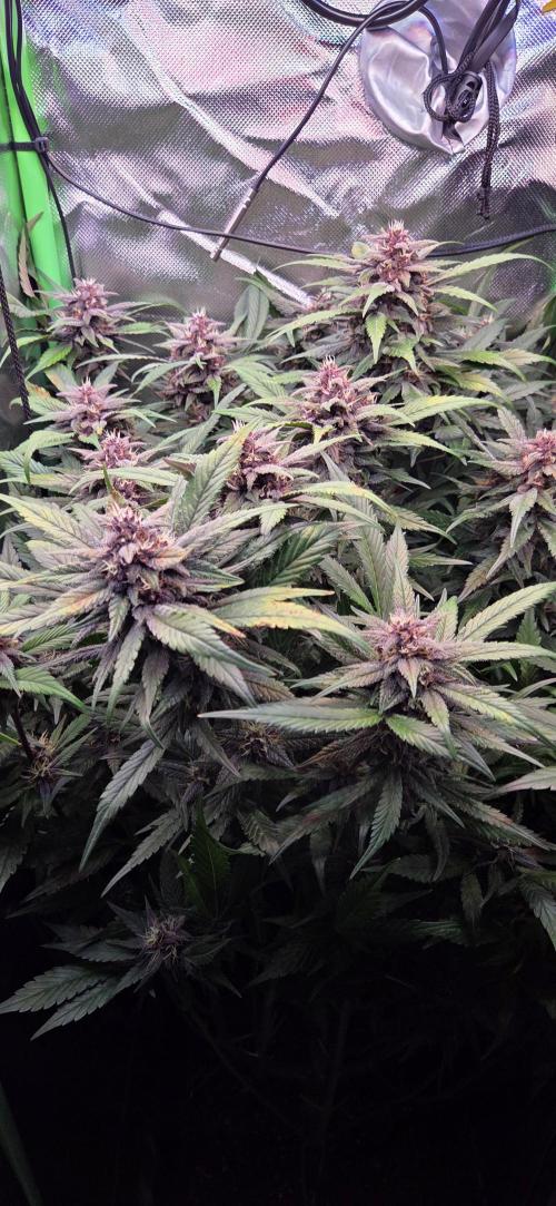 FB Lemon Cherry Cookies Auto in 40x40. Week 9