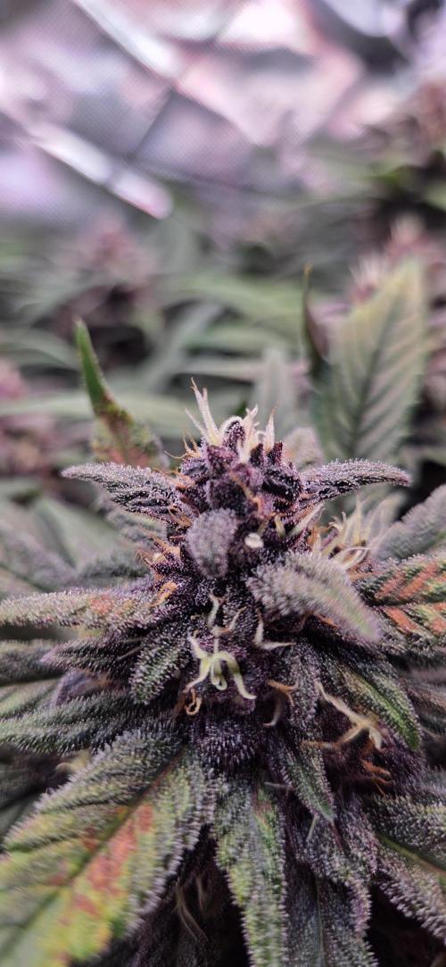 FB Lemon Cherry Cookies Auto in 40x40. Week 9