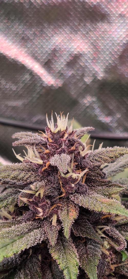 FB Lemon Cherry Cookies Auto in 40x40. Week 9