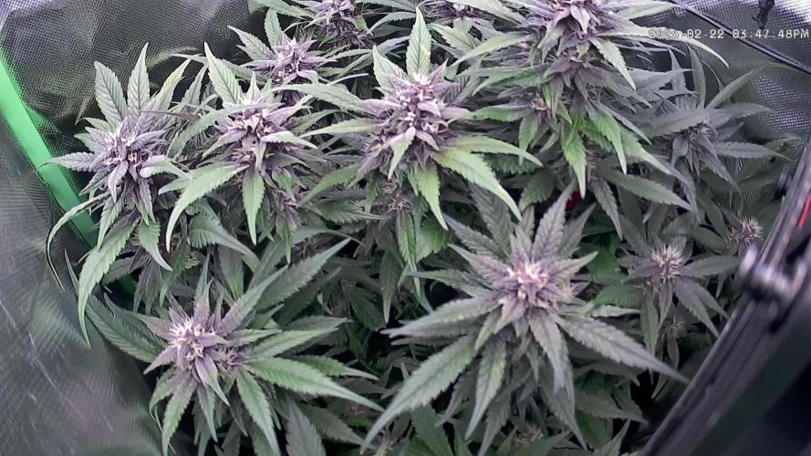 FB Lemon Cherry Cookies Auto in 40x40